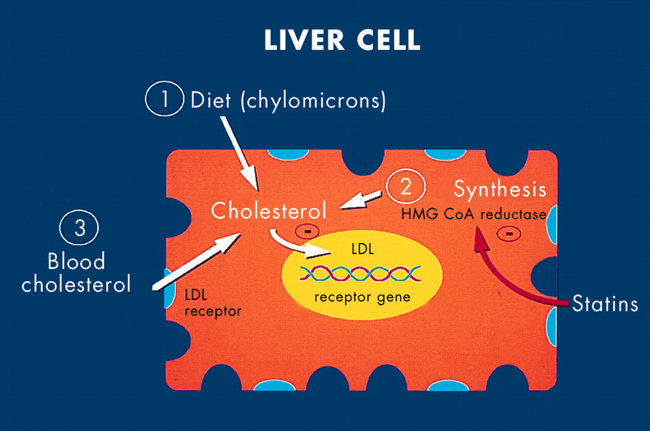 Saturated Fat and Statins: Friend or Foe? Part 2 « Beyond ...